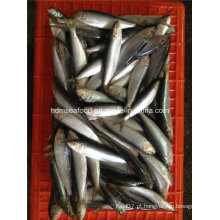 Sardinha fresca congelada